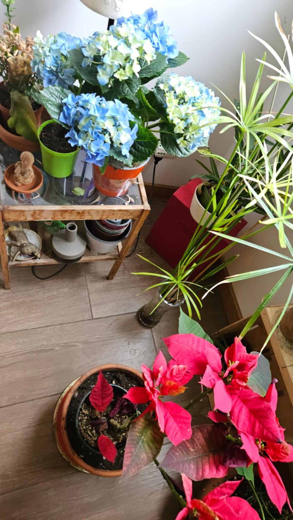 罗马尤利西斯旅馆住宿加早餐旅馆 外观 照片